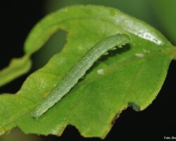 Citronsommerfugl