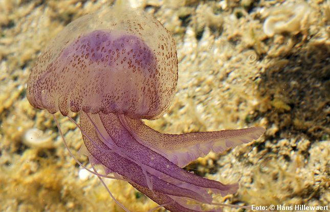 Der findes flere ubehagelige goplere som badegæster risikerer at møde under badeferien i syd. Her er der brændmanden Pelagia noctiluca. Foto: © Hans Hillewaert.