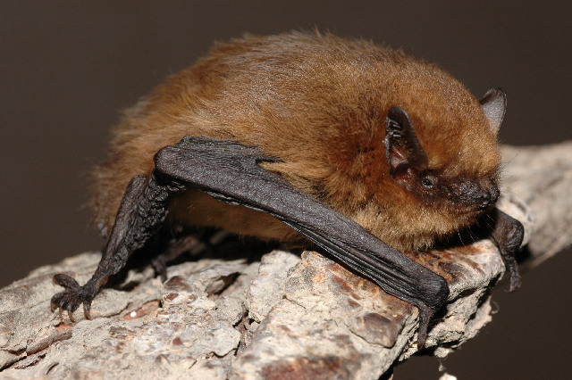 Det er de færreste som har set eller hørt en flagermus. Her en dværgflagermus. Foto: Evgeniy Yakhontov CC BY-SA 3,0, Wikimedia