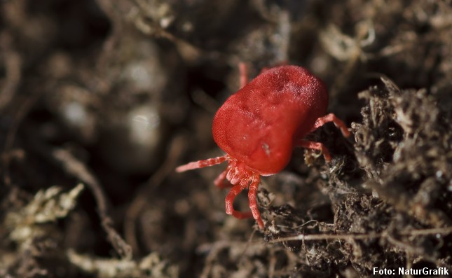 Den røde jordmide er meget almindelig i Danmark. Foto: NaturGrafik.