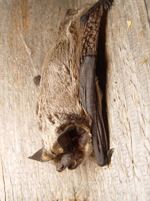 Skimmelflagermusen er en af de arter hvor det er muligt at høre sangflugtens tikkende lyde om efteråret og frem til juletid. Foto: Mnolf CC BY-SA 3,0, wikimedia