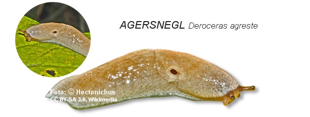 agersnegl