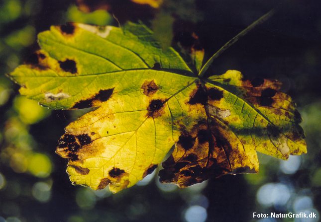 Ahornblad med sorte pletter, der skyldes rynkeplet-svampen.