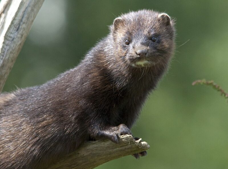 Mink