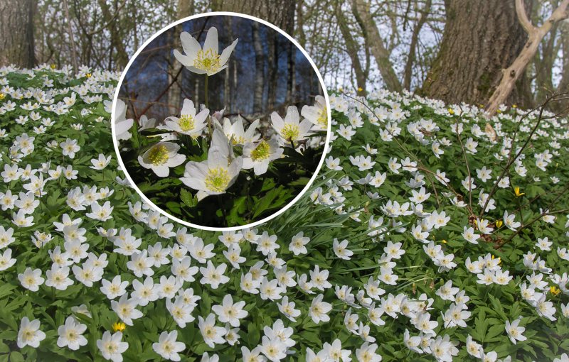Anemonerne blomstrer i fuldt flor i april