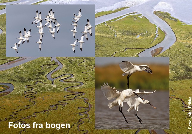 bog_Vadehavet