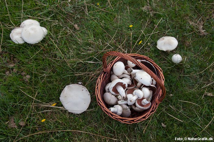 champignon.
