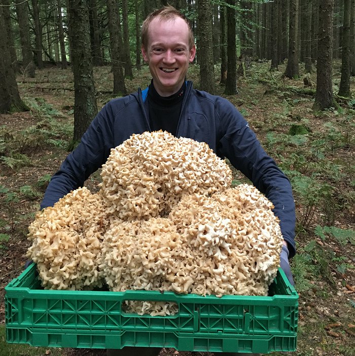 Rekordstor blomkålssvamp