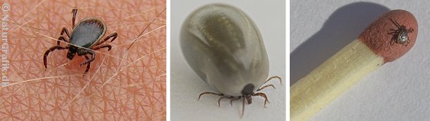 Skovflåter gennemgår forskellige stadier fra larve til nymfe og voksent individ. Billedet i midten viser en voksen flåt, der netop har suget blod. Til højre en nymfe på svovlet af en tændstik.