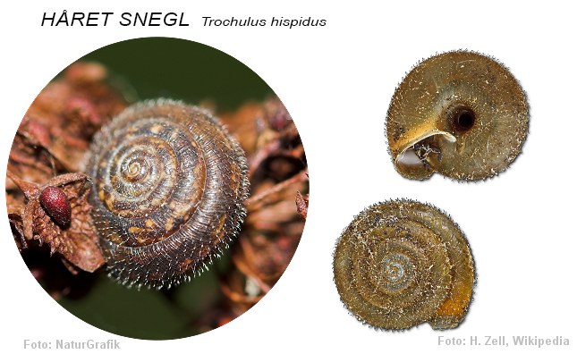 Håret snegl
