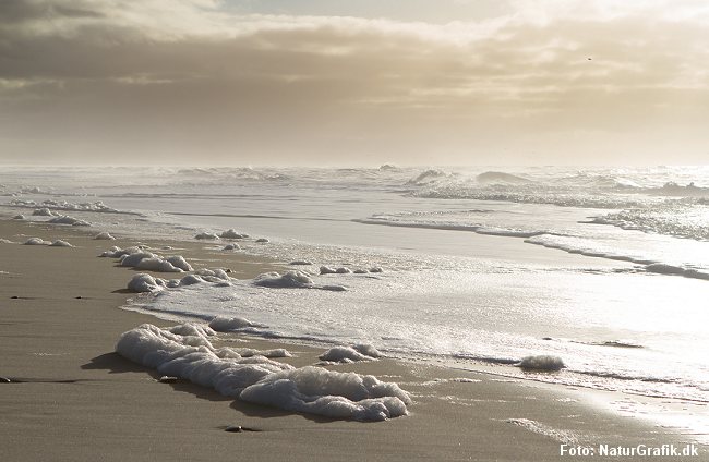 Skum dannet af algen Phaeocystis. Denne type skum bliver gerne liggende længe på stranden.