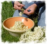 hyldeblomster