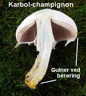 Karbol-champignon