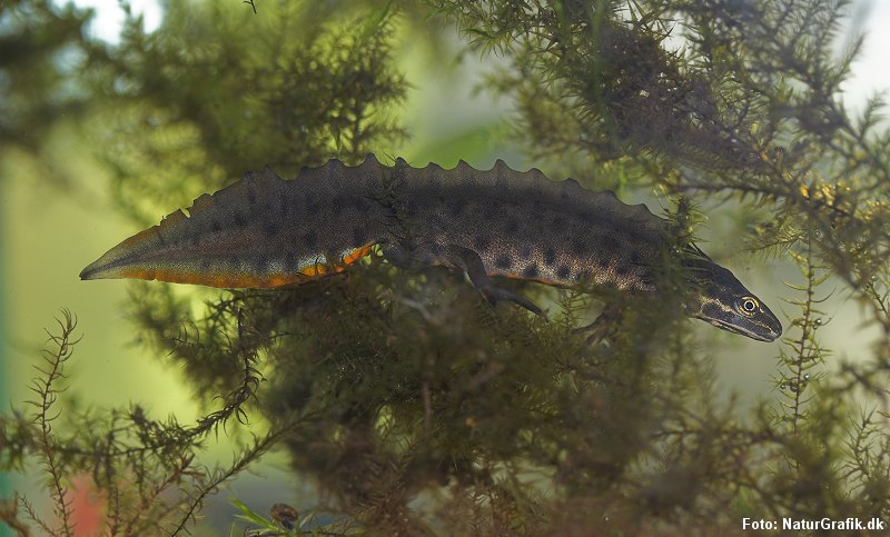 Lille vandsalamander