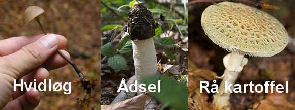 Løgbruskhat lugter af hvidløg, Stinksvampen lugter grimt af råddenskab og ådsel, kugleknoldet fluesvamp lugter af rå kartoffel. Foto: NaturGrafik.