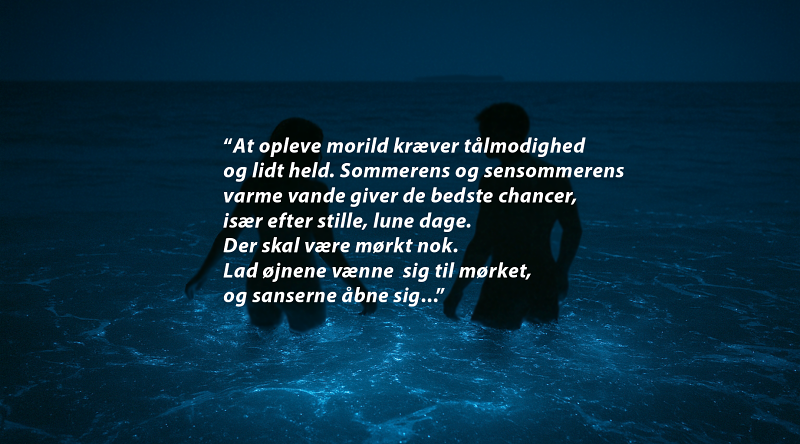 Morild