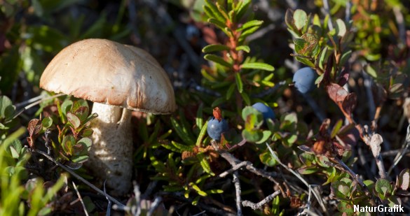 Mad er essentielt i en overlevelsessituation, og her er det viden om hvilke planter og bær man kan spise, samt hvorledes man sætter fælder op og jager, der er væsentlig.