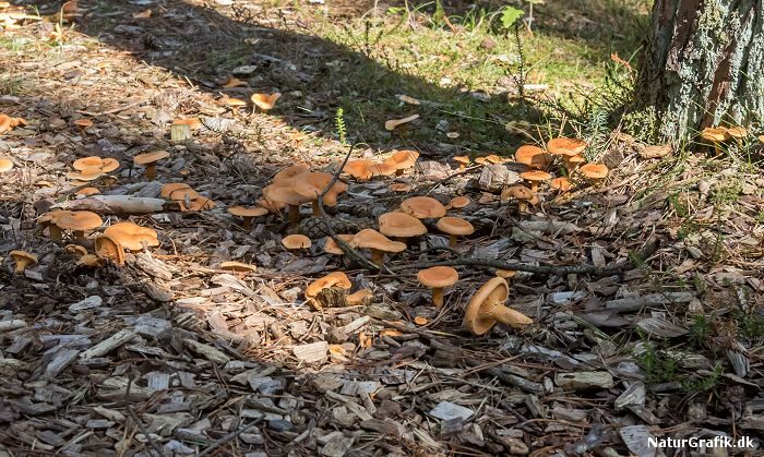 Orange kantareller kan stå tæt i hobetal.