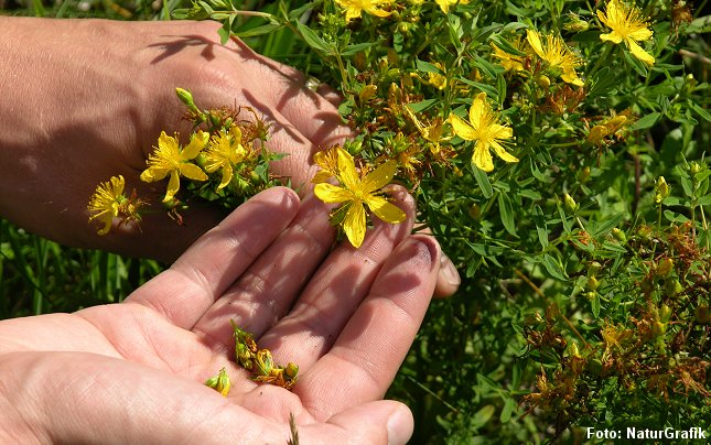 Perikon (Hypericum perforatum).
