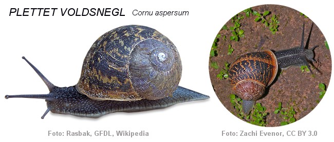 Plettet voldsnegl