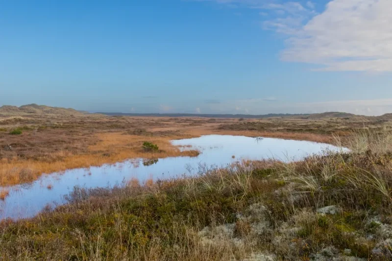 Atlantisk klithede, Skagens Odde