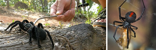 De store edderkopper som tarantellen (tv) er oftest dem, der får de til at gyse mest, men de små arter er de giftigste. Denne sorte enke kendt som redback spider dukkede i 2007 op herhjemme. Enken havde rejst som blind passager med en container.