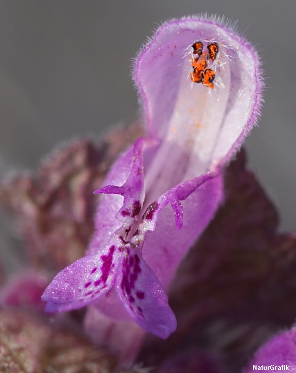 Tager man sig tid til at bukke sig ned efter en af havens tidligste ukrudsblomster, og betragter blomsterne gennem et forstørrelsesglas, åbenbarer sig en nærmest orkideagtig blomst.