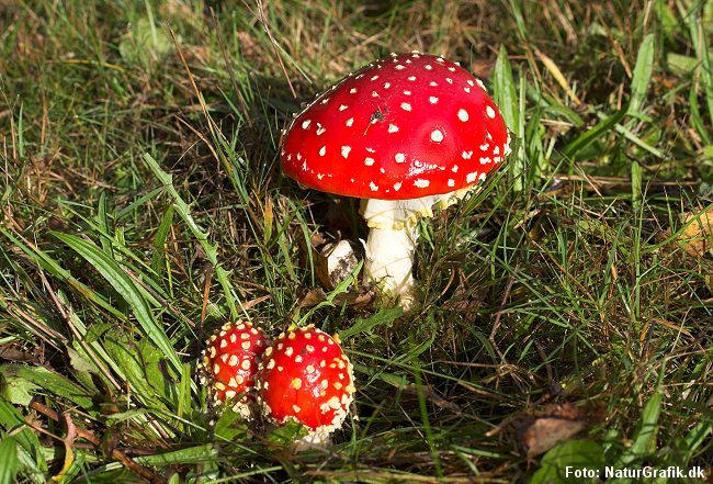 Rød fluesvamp (Amanita muscaria)