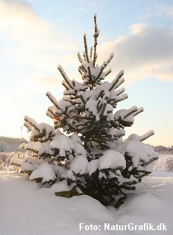 Mindre rødgran dækket af sne.