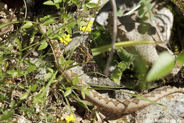 Sandhugorm fotograferet i Kroatien. Foto: Niels Lisborg/NaturGrafik.dk.