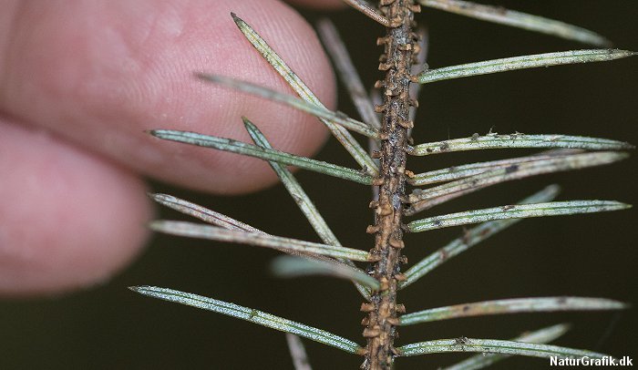 sitkalus