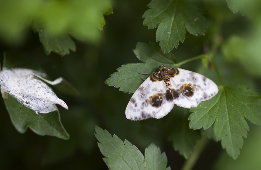 Skovharlekin