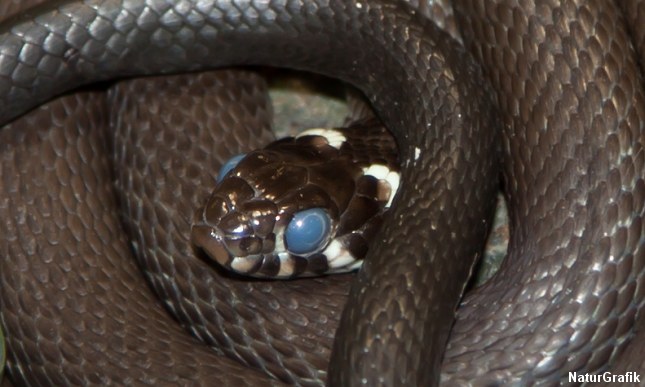 snog_blueeye3