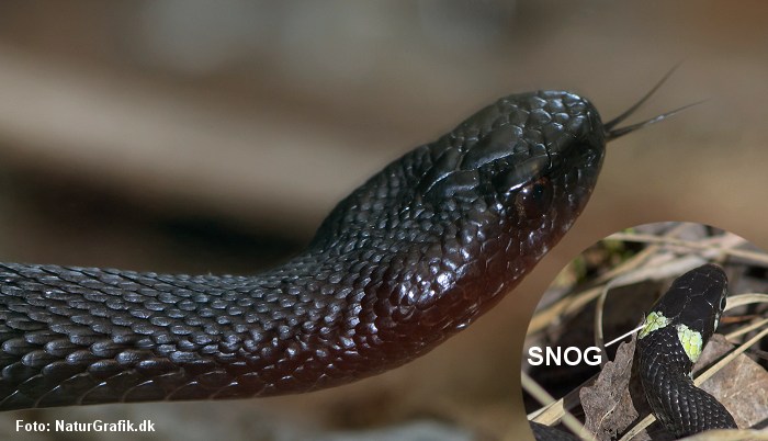 Snog eller hugorm.