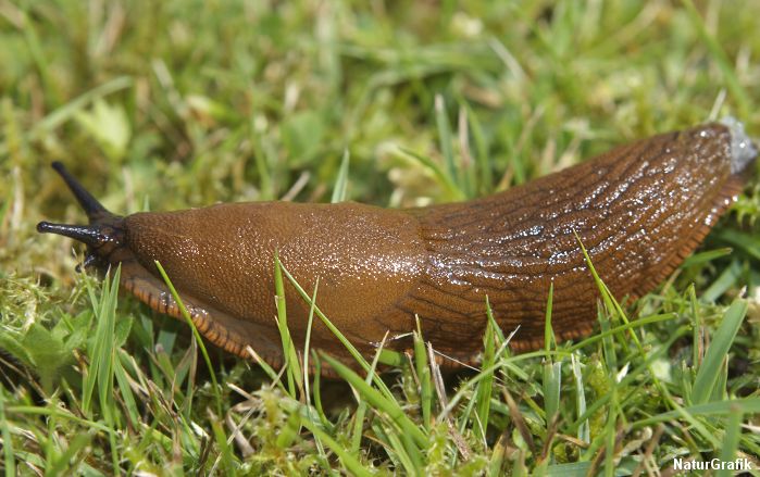 dræbersnegl