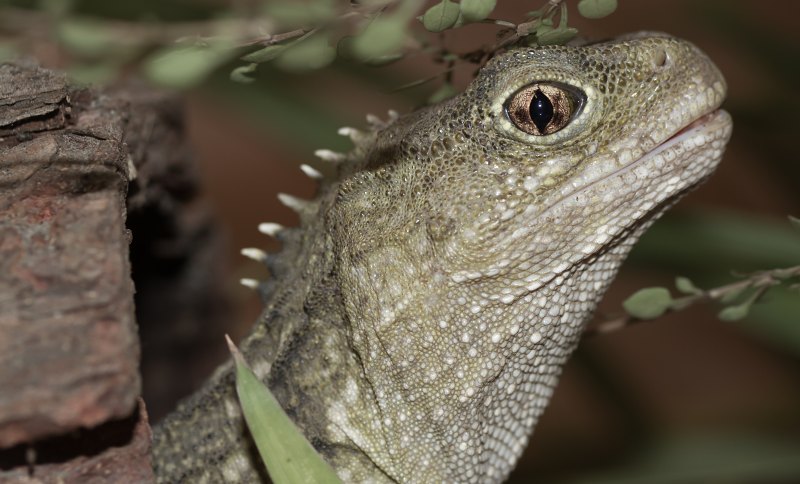 Tuatara-øglen - en levende dinosaur