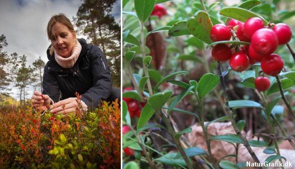 Tyttebær er en stedsegrøn dværgbusk på 20-30 cm. De septembermodne bær er velegnede til gelé og marmelade.