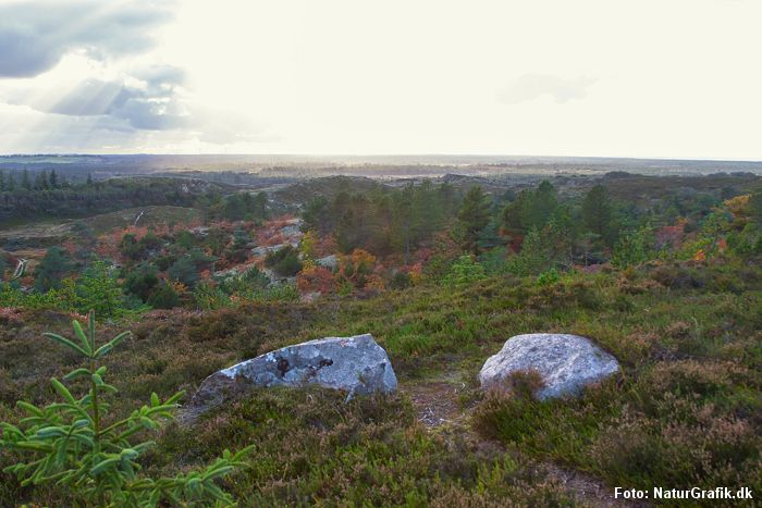NaturGuide.dk tester vandresokker fra Danish Endurance. Klitheden langs Jammerbugten er et godt udgangspunkt for en god vandretur
